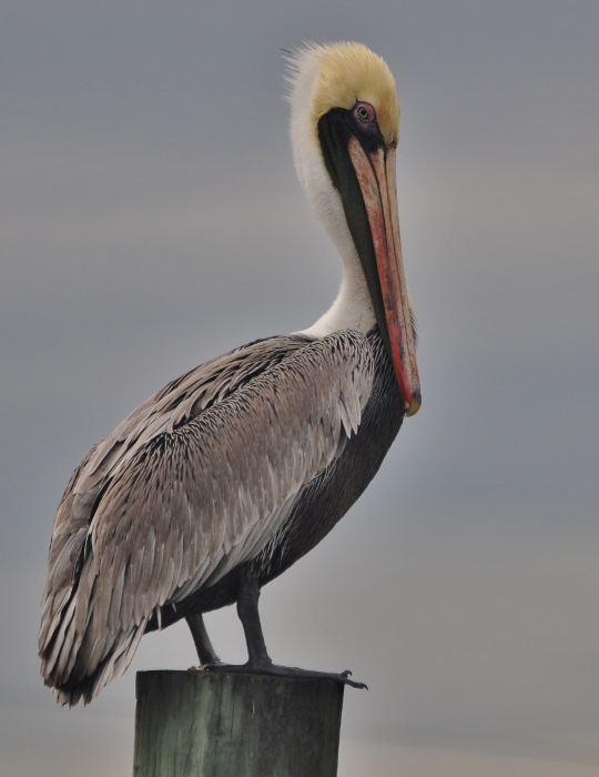 close up of brown pelican on post